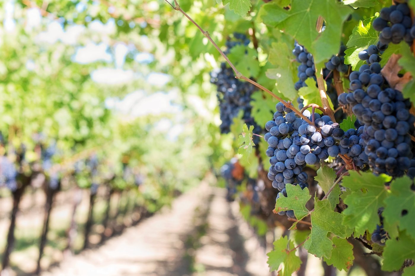 Vignes du lac de Bienne